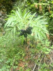 Sambucus ebulus