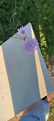 Scabiosa