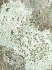Lecanora hybocarpa