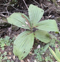 Veratrum fimbriatum
