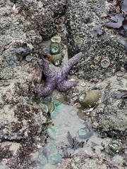 Pisaster ochraceus