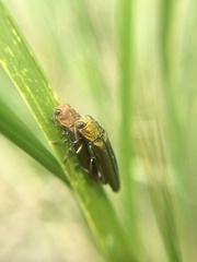 Agrilus