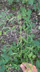 Leonurus glaucescens