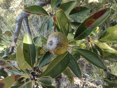 Pyrus spinosa