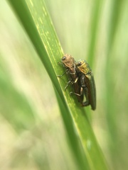 Agrilus