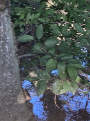 Carpinus caroliniana