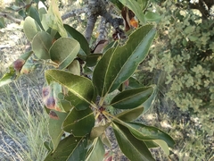 Pyrus spinosa