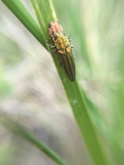 Agrilus