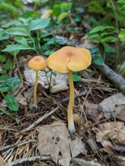 Entoloma formosum