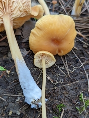 Entoloma formosum