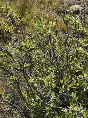 Salix planifolia