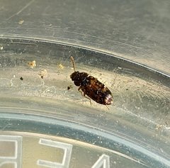 Mycetophagus multipunctatus