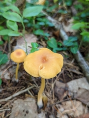 Entoloma formosum