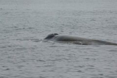 Balaenoptera musculus