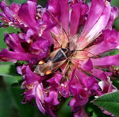 Adelphocoris seticornis