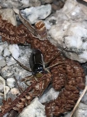 Corixini