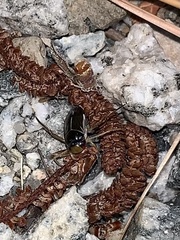 Corixini