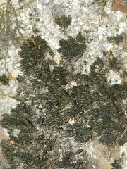 Grimmia laevigata