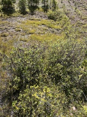 Salix planifolia