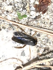 Corixini