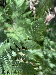 Athyrium filix-femina
