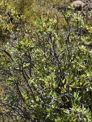 Salix planifolia