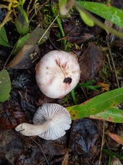 Hygrophorus