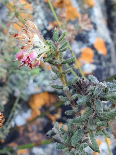 Image of Erica pannosa by (c) Corli du Toit Smith, some rights reserved (CC BY)