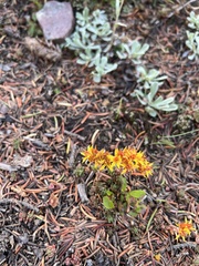 Sedum lanceolatum