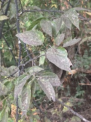 Celtis tenuifolia