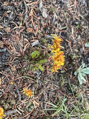 Sedum lanceolatum