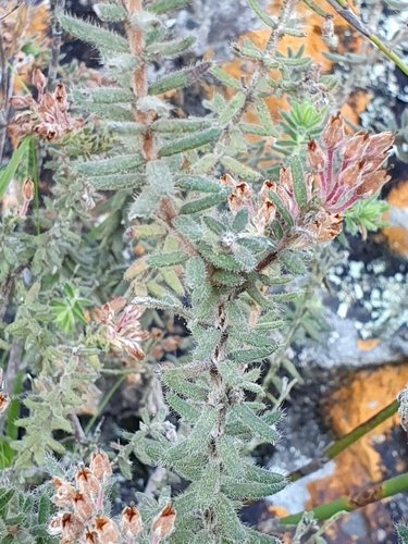 Image of Erica pannosa by (c) Corli du Toit Smith, some rights reserved (CC BY)