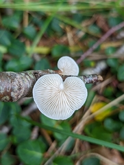 Crepidotus variabilis