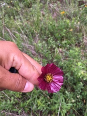 Cosmos scabiosoides
