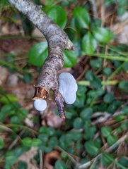 Crepidotus variabilis