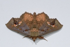 Lopharthrum comprimens