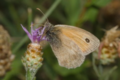 Coenonympha