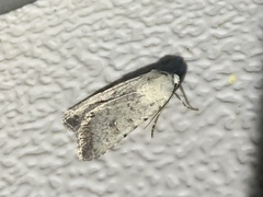 Caradrina montana