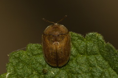 Hypocassida