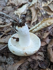 Russula compacta