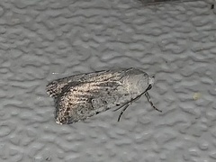 Caradrina montana
