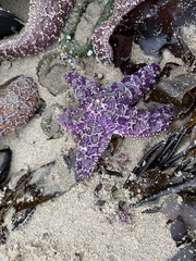 Pisaster ochraceus