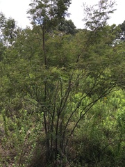 Acaciella