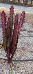 Euphorbia trigona