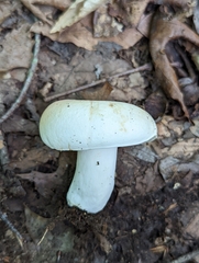 Russula compacta