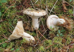 Lactarius musteus