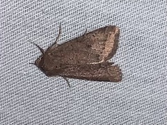 Noctuinae