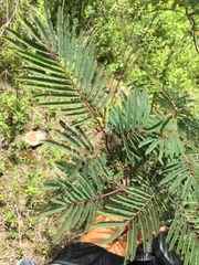 Acaciella