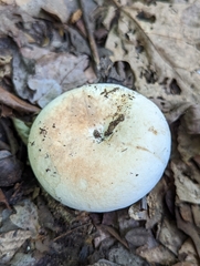 Russula compacta