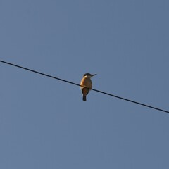 Todiramphus sanctus vagans